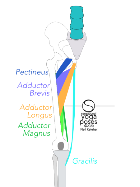Pectineus attaches to the front rim of the hip bone, to the side of the pubic bone. Adductor longus attaches to the hip bone just below the pubic synthesis. Adductor brevis attaches to the hip bone just behind the adductor longus. Gracilis attaches to the hip bone below the adductor longus. Pectineus attaches high up to the back of the femur. Adductor brevis attaches to the back of the femur to the outside of the pectineus and has a longer line of attachment. Adductor longus attaches to the femur below adductor brevis. Adductor mangus attaches to a long length of the outside of the bottom of the hip bone and to most of the length of the back of the femur. Neil Keleher, Sensational Yoga Poses.