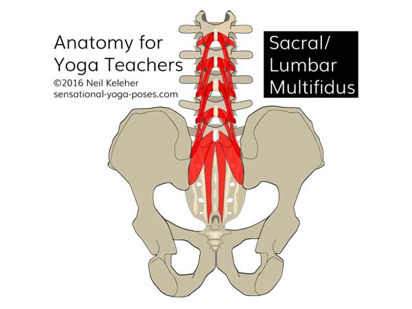 The Sacral and lumbar multifidus, neil keleher, anatomy for yoga teachers, sensational yoga poses.