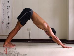 downward dog, yoga poses, yoga postures, belly down yoga poses, downward facing dog (adho muka svanasana) with head in line with the arms