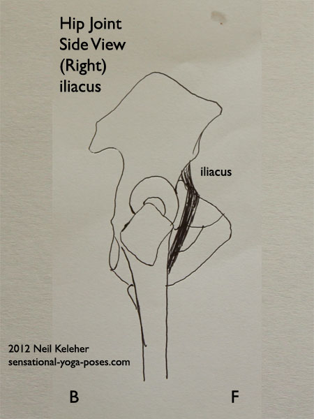 single joint hip flexors, single joint muscles of the hip, iliacus, side view