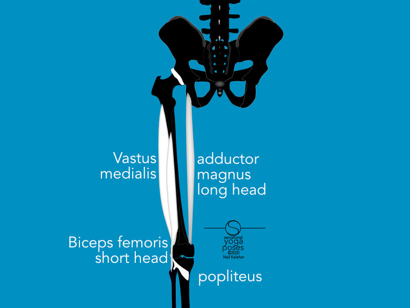 vastus medialis, biceps femoris short head, popliteus, adductor magnus long head. Neil Keleher, Sensational Yoga Poses.