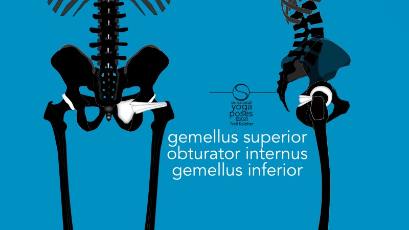 Gemellus superior, obturator internus and gemellus inferior, front and side view. Neil Keleher, Sensational Yoga Poses.