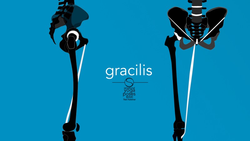Gracilis, front and side view. Neil Keleher, Sensational Yoga Poses.