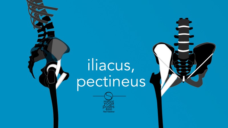iliacus and pectineus front and side view. Neil Keleher, Sensational Yoga Poses.