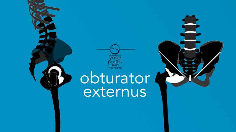 Obturator externus, front and side view. Neil Keleher, Sensational Yoga Poses.