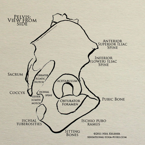 hip bone and sacrum, side view of pelvis, sacrum, coccyx, greater sciatic notch, ischial spine, lesser sciatic notch