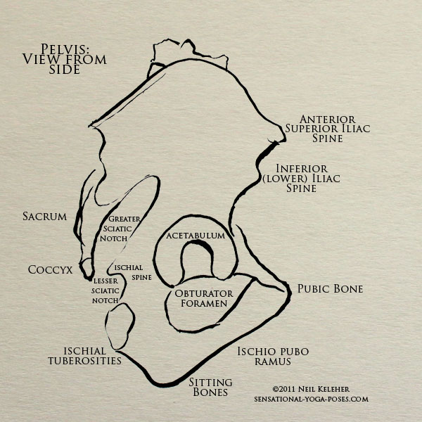 pelvic landmarks, anterior superior iliac spine, inferior iliac spine ischiopubo ramus, ischial tuberosities. Neil Keleher. sensational yoga poses, anatomy for yoga teachers.