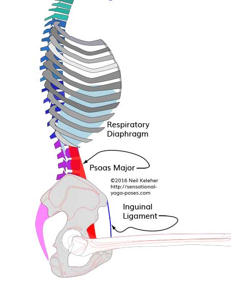 psoas side view with hip flexed (hip bent forwards at 90 degrees)