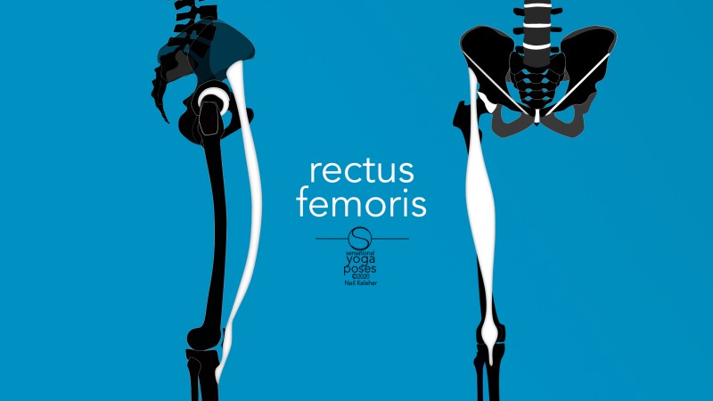 Rectus femoris front and side view. Neil Keleher, Sensational Yoga Poses.