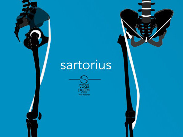 The Sartorius, Knee Stability While Standing, Walking Or Running, Neil Keleher, Sensational yoga poses