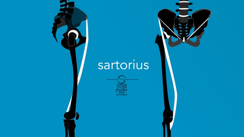 Sartorius front view. Neil Keleher, Sensational Yoga Poses.