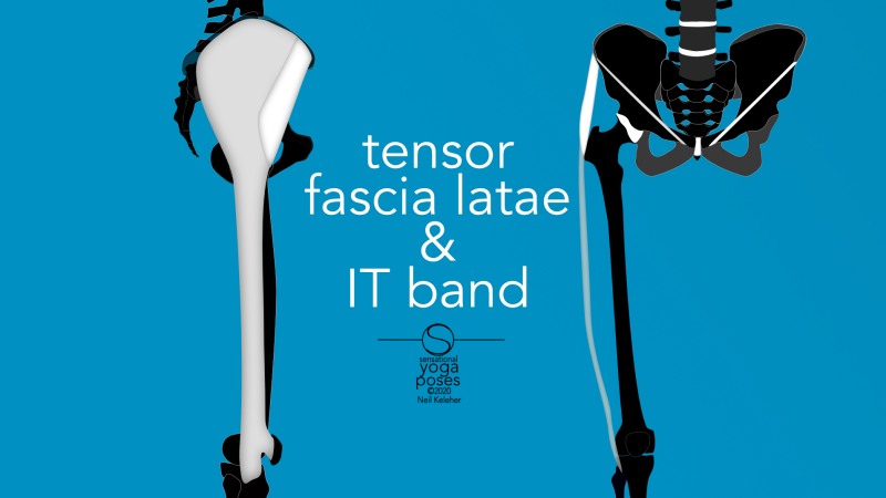 Tensor fascia latae and IT band, front and side view. Neil Keleher, Sensational Yoga Poses.