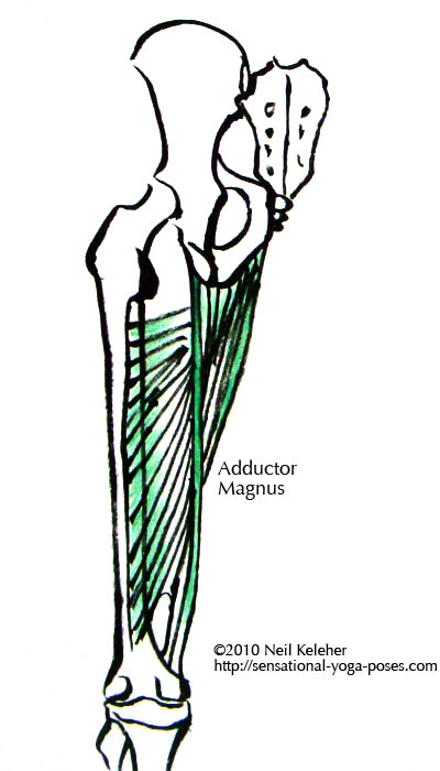 adductor magnus