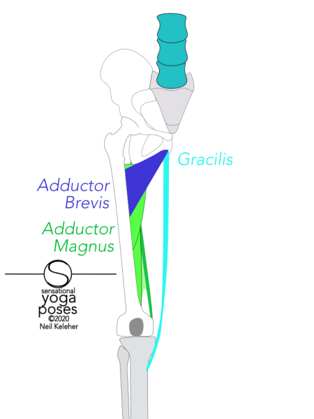 adductor brevis runs from the front of the hip bone just below the pubic bone to the top of the back of the femur. Gracilis attaches to the hip bone just below the adductor brevis. It runs to the top of the tibia's inner surface, just below the knee joint. Adductor magnus attaches to a long line along the bottom of the hip bone starting behind the adductor brevis. It attaches to most of the length of the back of the femur. Neil Keleher, Sensational Yoga Poses.