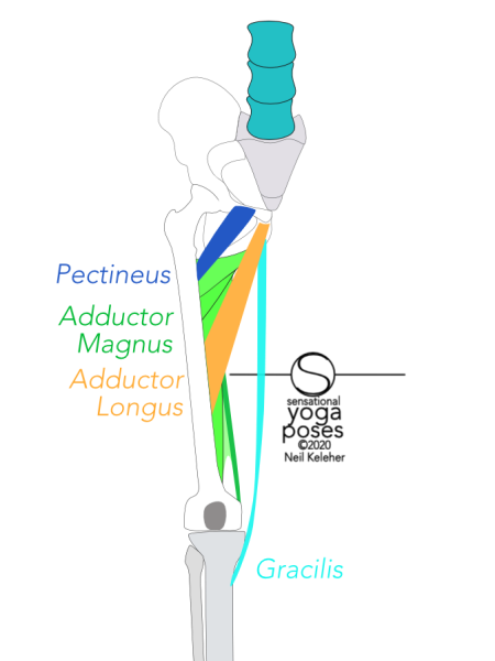Pectineus runs from the front rim of the hip bone just to the side of the pubic synthesis to the line that joins the lesser trochanter to the linea aspera. Adductor longus runs from the front of the hip bone, below the pubic synthesis to the middle of the back of the femur. Gracilis attaches to the front of the hip bone below the adductor longus and attaches to the inside of the top of the tibia just below the bump of the knee joint.  Adductor magnus attaches to the hip bone along a long line which starts behind the adductor longus. It connects to the back of the femur. Neil Keleher, Sensational Yoga Poses.