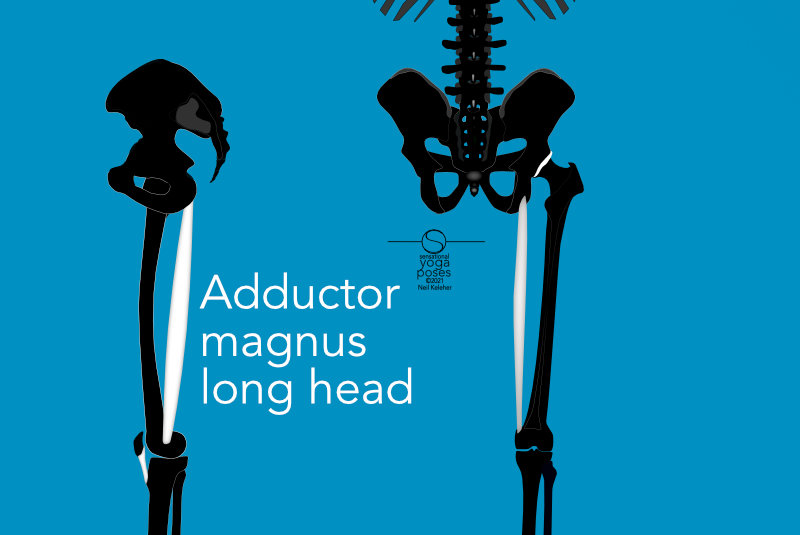 Adductor magnus long head.  Neil Keleher, Sensational Yoga Poses.