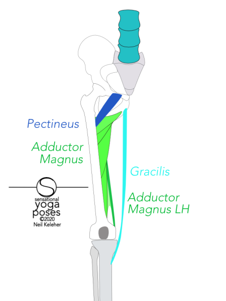 Pectineus runs from the front rim of the pelvis to the back of the femur, adductor magnus runs from the bottom rocker of the hip bone to most of the length of the back of the femur. Gracilis runs from below the pubic bone to the top of the inside of the tibia. Neil Keleher, Sensational Yoga Poses.