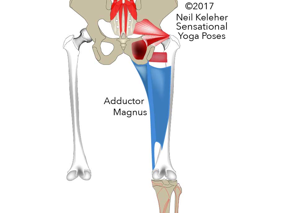 The Long Head Of The Adductor Magnus, Your Backbending Friend, Neil Keleher, Sensational yoga poses