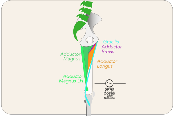 Anatomy As A Guide To Body Awareness, How Anatomy Can Help You To Talk With Your Body, Neil Keleher, Sensational yoga poses