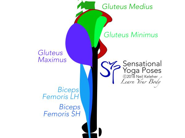 side view glutes minimus. Neil Keleher. Sensational Yoga Poses.