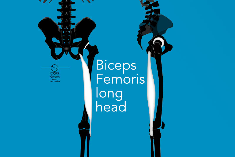 biceps femoris long head rear and side view. Neil Keleher, Sensational Yoga Poses.