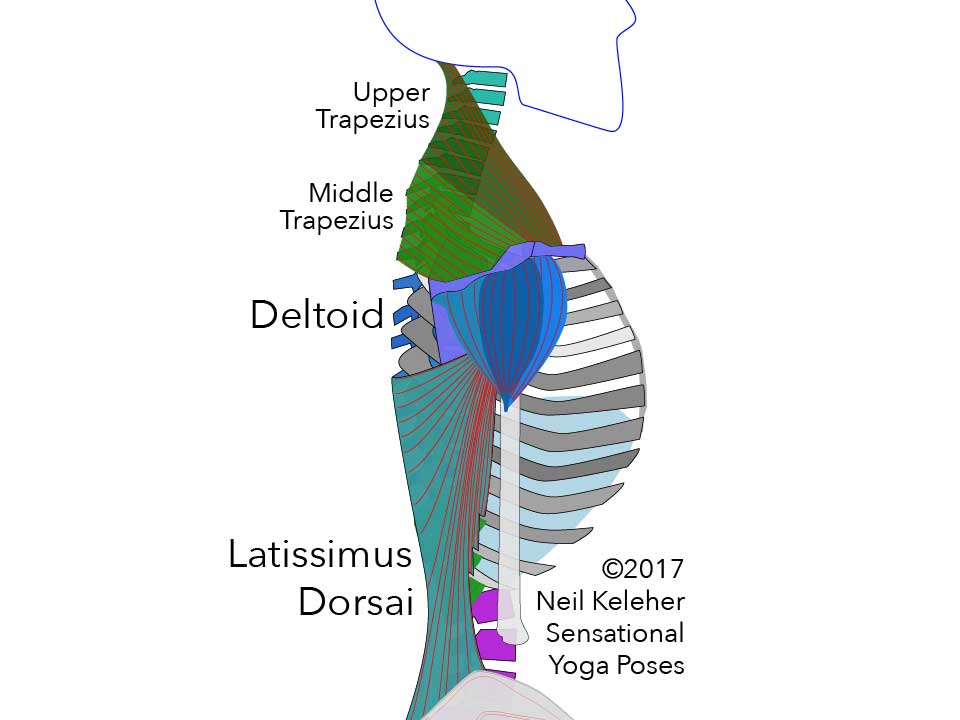 Anatomy for yoga teachers, latissimus dorsai, upper and middle traps, deltoids. Neil Keleher, Sensational yoga poses.