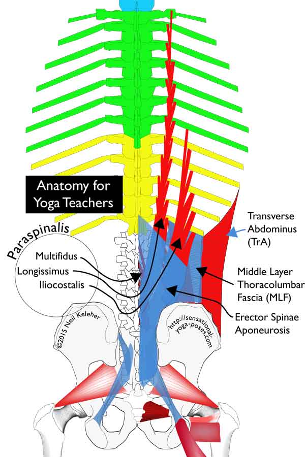 Elements of the thoracolumbar fascia: erector spinae aponeurosis, multifidus, longissimus, iliocostalis, transverse abdominus. Neil Keleher, anatomy for yoga teachers, sensational yoga poses.