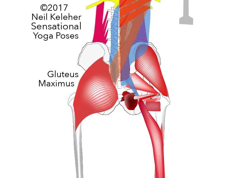 Deep portion of gluteus maximus, Neil Keleher, Sensational Yoga Poses.