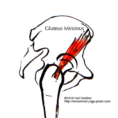 gluteus minimus