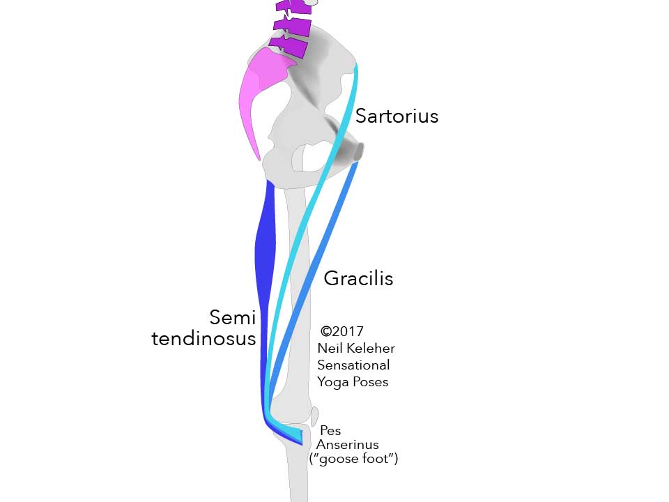 Inside view of leg showing Sartorius, Gracilis and Semitendinosus (a hamstring muscle) all blending into the Pes Anserinus (Goose Foot) to attach to the Tibia. At the hip bone, sartorius is shown attaching to the ASIC, Gracilis to the arear near the pubic bone and Semitendinosus to the Ischial Tuberosity.    Neil Keleher. Sensational Yoga Poses.