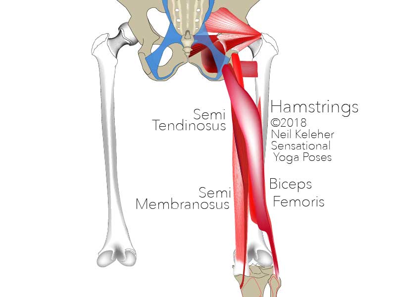 Biceps Femoris, Outer Hamstring Pain, Alleviating Hamstring Pain, Neil Keleher, Sensational yoga poses