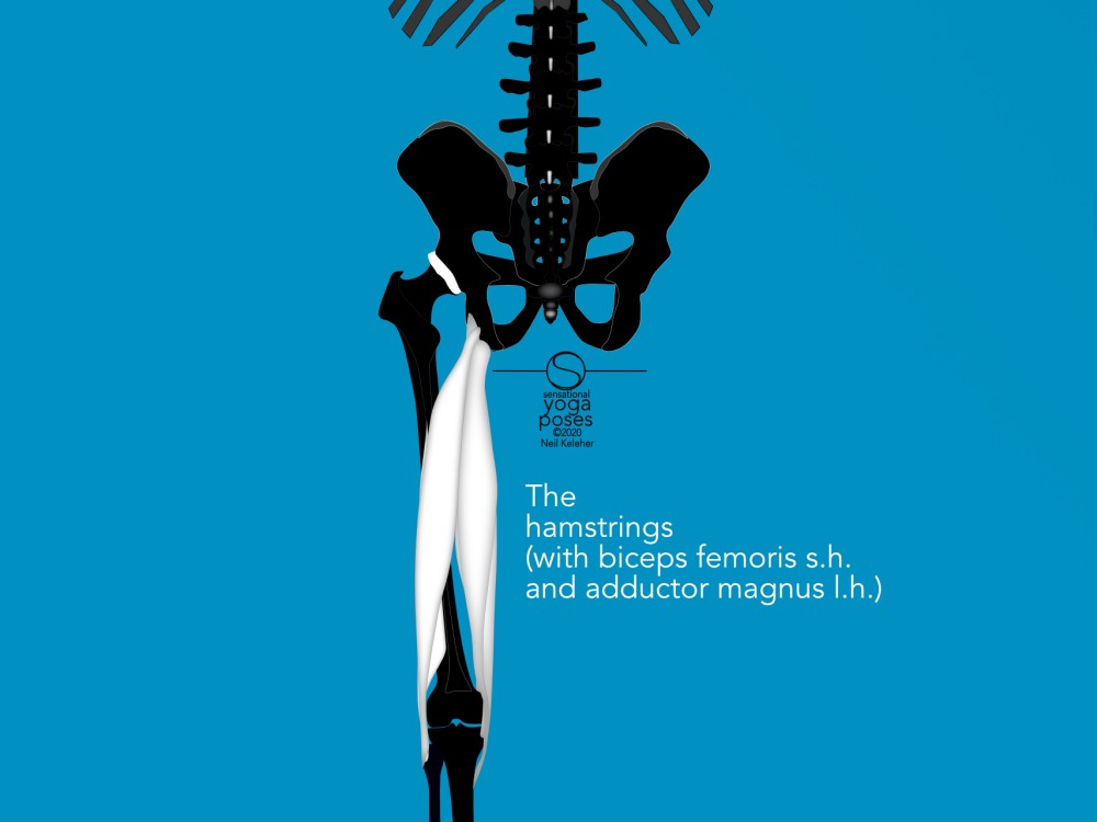 Hamstrings, rear view, with adductor magnus long head and biceps femoris short head. Neil Keleher, Sensational Yoga Poses.