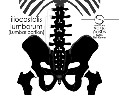 Anatomy of the lower back: The lumbar portion of the iliocostalis lumborum extends upwards from the rear portion of the hip crest upwards to the backs of the lumbar transverse processes. Neil Keleher, Sensational Yoga Poses.