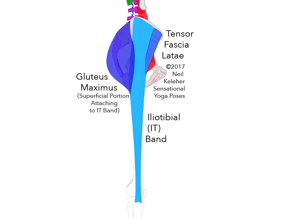 The IT Band runs down the side of the thigh. The Tensor Fascia Latae attaches to and acts on the front edge while the superficial portion of the gluteus maximus attaches to and acts on the rear edge. Neil Keleher. Sensational Yoga Poses.