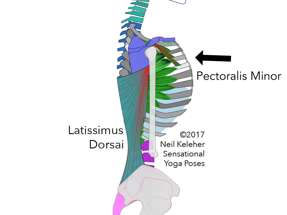 Pectoralis Minor and latissimus dorsai side view. Neil Keleher. Sensational Yoga Poses.