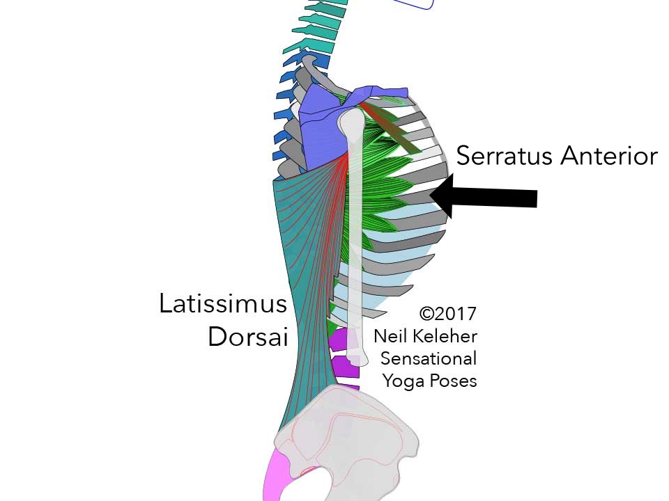 Serratus anterior side view along with latissimus dorsai. Neil Keleher. Sensational Yoga Poses.