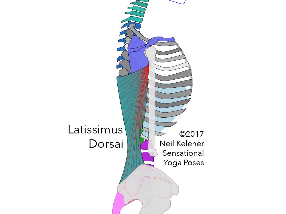 Latissimus dorsai side view, show attaching to the humerus and from there to the lower three ribs, iliac crest and the spinous processes of the spine up to the middle thoracic vertebrae.