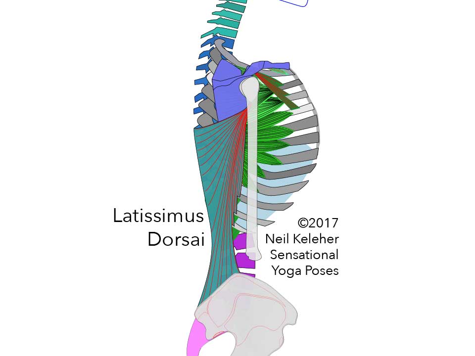 Yoga anatomy side view of torso showing latissimus dorsai and serratus anterior (unlabeled) as well as pectoralis minor.  Neil Keleher. Sensational Yoga Poses.