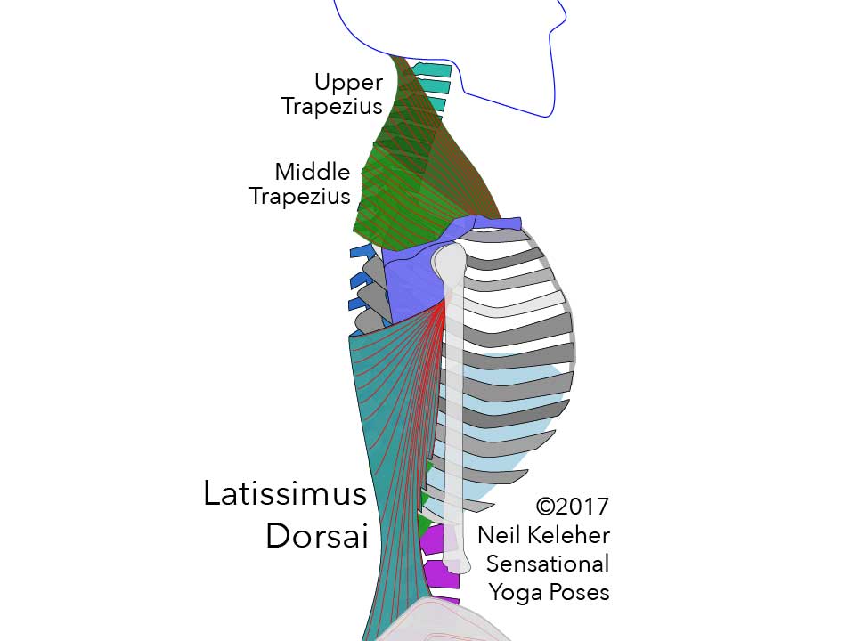 Anatomy for yoga teachers, latissimus dorsai, upper trapezius and middle trapezius. Neil Keleher, sensational yoga poses.