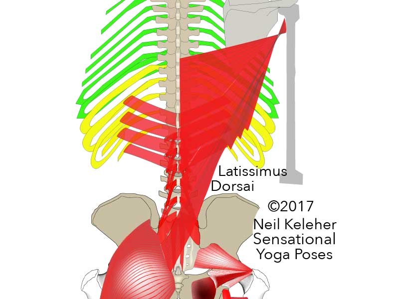 Lower back muscles: some fibers of the latissimus dorsai cross the midline at about the level of the sacrum or just above it to blend with fibers of the opposite side gluteus maximus. Neil Keleher, Sensational Yoga Poses.