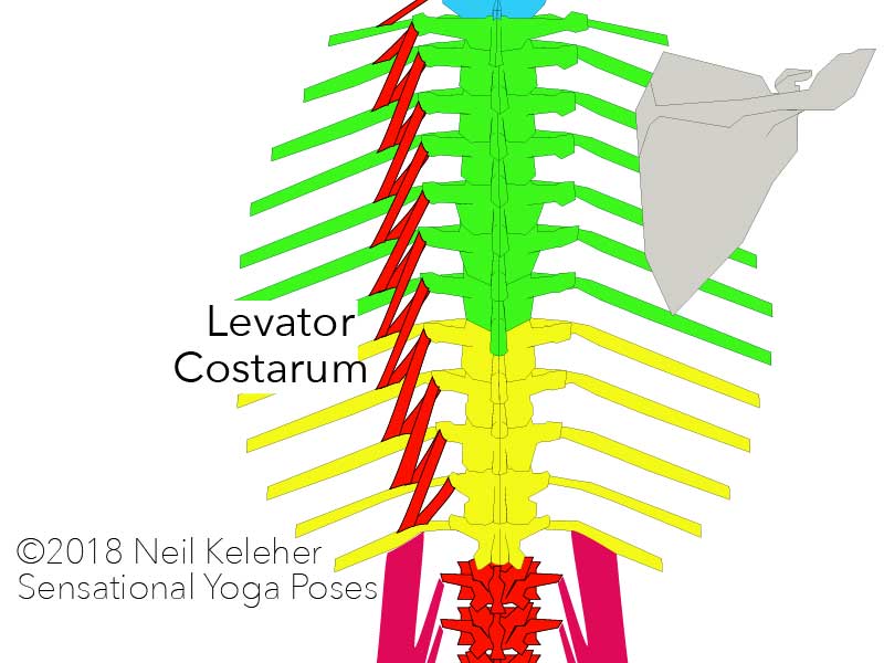 levator costarum run from each thoracic vertebrae to the rib one or two levels below.   Neil Keleher. Sensational Yoga Poses.