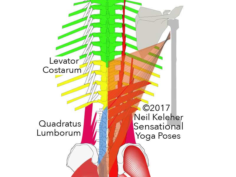 Levator Costarum muscle, (white). These muscles can act from the thoracic vertebrae to lift the backs of the ribs. Neil Keleher. Sensational Yoga Poses.