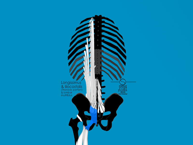 The iliocostalis and longissimus portions of the spinal erectors attach from the sacrum and hip bone to the backs of the ribs. Neil Keleher. Sensational Yoga Poses.