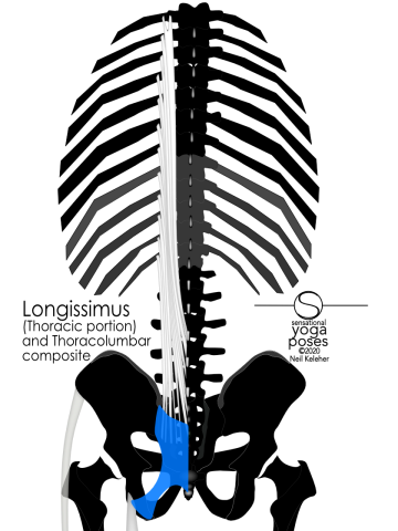 Anatomy of the lower back: The thoracolumbar composite covers the bottom ends of the longissimus muscles where they attach to the sacrum. Neil Keleher, Sensational Yoga Poses.