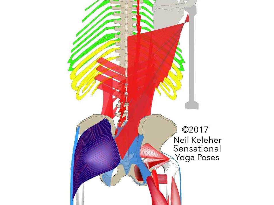 View of the Lower back showing the multifidus, sacrotuberous ligament, hamstrings, gracilis, adductor magnus, IT band.  Neil Keleher, Sensational Yoga Poses.