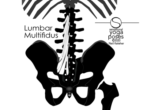 Anatomy of the lower back: Lumbar multifidus. The more superficial fibers of this muscle attach from the spinous process and adjacent surfaces. They attach to the mamilary processes of the vertebrae two or more levels lower, or the sacrum, or the inner surface of the PSIS at the back of the hip bone. Neil Keleher, Sensational Yoga Poses.