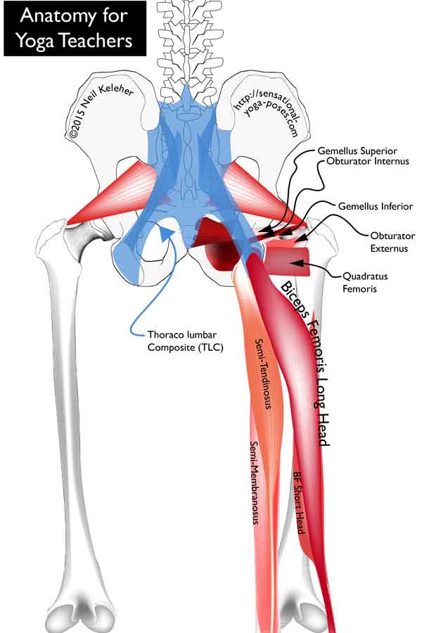 Back view of the hip joint showing: biceps femoris long head, biceps femoris short head, semitendinosus, semimembranosus, quadratus femoris, gemellus superior,, gemellus inferior, obturator externus, obturator internus, piriformis. Neil Keleher. Sensational Yoga Poses.