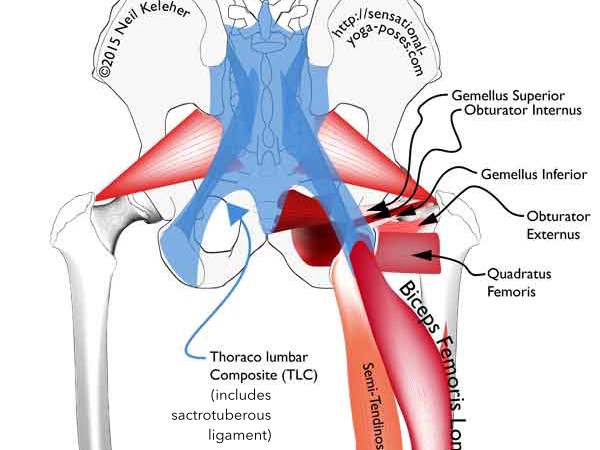 gemellus superior, gemellus inferior, obturator internus, quadratus femoris, bceps femoris long head, biceps femoris short head, semitendinosus, semimembranosus. Neil Keleher, Sensational Yoga Poses.