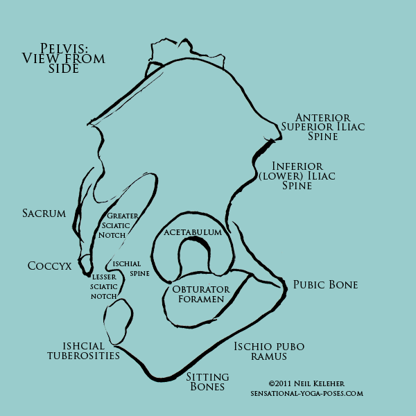 Pelvic landmarks: anterior superior iliac spine, inferior iliac spine, pubic bone, ischipubo ramus, sitting bones, ischial tuberositites, lesser sciatic notch, ischial spine, greater sciatic notch, sacrum, coccyx. Neil Keleher. Sensational Yoga Poses.