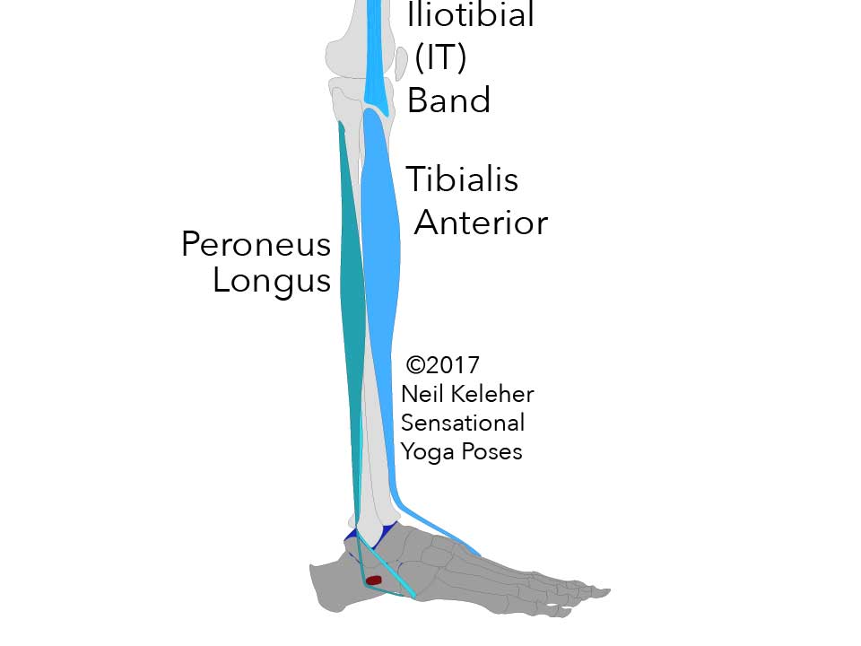 peroneus longus Neil Keleher, Sensational Yoga Poses.